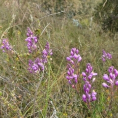 Comesperma ericinum at Yass River, NSW - 11 Dec 2022 04:39 PM