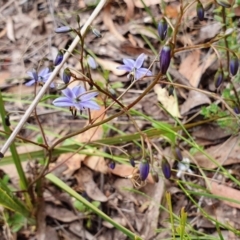 Dianella revoluta var. revoluta (Black-Anther Flax Lily) at Rugosa - 11 Dec 2022 by SenexRugosus