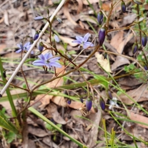 Dianella revoluta var. revoluta at Yass River, NSW - 11 Dec 2022