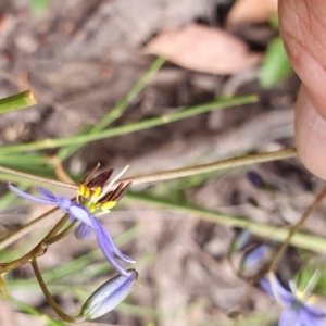 Dianella revoluta var. revoluta at Yass River, NSW - 11 Dec 2022 02:58 PM