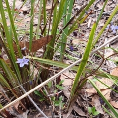 Dianella revoluta var. revoluta at Yass River, NSW - 11 Dec 2022 02:58 PM