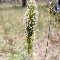 Anthoxanthum odoratum (Sweet Vernal Grass) at Yass River, NSW - 11 Dec 2022 by SenexRugosus
