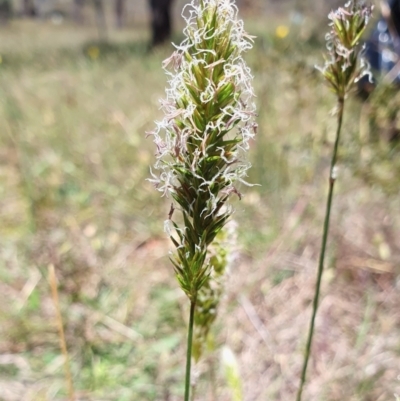 Anthoxanthum odoratum (Sweet Vernal Grass) at Yass River, NSW - 11 Dec 2022 by SenexRugosus