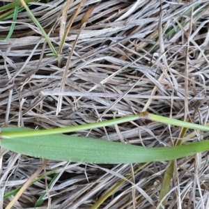 Anthoxanthum odoratum at Yass River, NSW - 11 Dec 2022