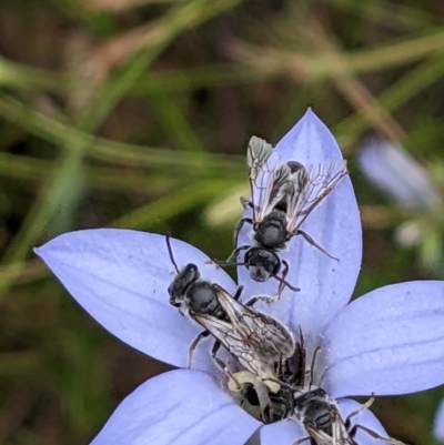 Lasioglossum (Chilalictus) lanarium (Halictid bee) at Watson, ACT - 11 Dec 2022 by abread111