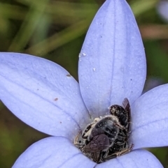 Lasioglossum (Chilalictus) lanarium at Watson, ACT - 11 Dec 2022