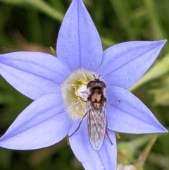 Syrphini (tribe) (Unidentified syrphine hover fly) at Watson, ACT - 11 Dec 2022 by abread111