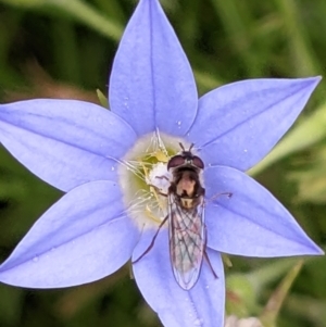 Syrphini sp. (tribe) at Watson, ACT - 11 Dec 2022