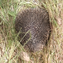 Tachyglossus aculeatus (Short-beaked Echidna) at Quialigo, NSW - 10 Dec 2022 by drakes