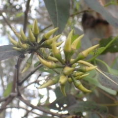 Eucalyptus blakelyi (Blakely's Red Gum) at Quialigo, NSW - 10 Dec 2022 by drakes