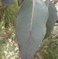 Eucalyptus blakelyi at Quialigo, NSW - 10 Dec 2022 01:17 PM