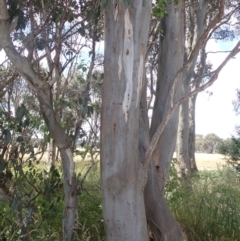 Eucalyptus blakelyi at Quialigo, NSW - 10 Dec 2022 01:17 PM