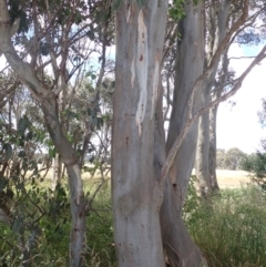 Eucalyptus blakelyi at Quialigo, NSW - 10 Dec 2022