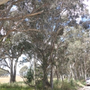 Eucalyptus blakelyi at Quialigo, NSW - 10 Dec 2022