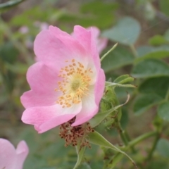 Rosa rubiginosa (Sweet Briar, Eglantine) at Lake Bathurst, NSW - 10 Dec 2022 by drakes