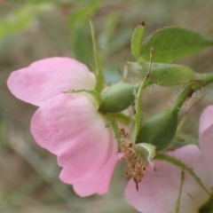 Rosa rubiginosa at Lake Bathurst, NSW - 10 Dec 2022