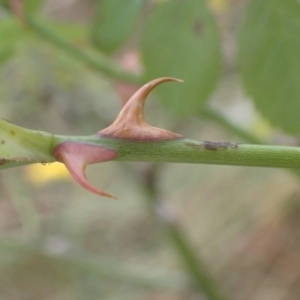 Rosa rubiginosa at Lake Bathurst, NSW - 10 Dec 2022