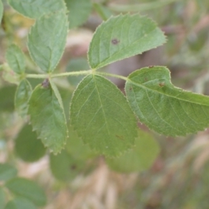 Rosa rubiginosa at Lake Bathurst, NSW - 10 Dec 2022