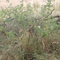 Rosa rubiginosa at Lake Bathurst, NSW - 10 Dec 2022