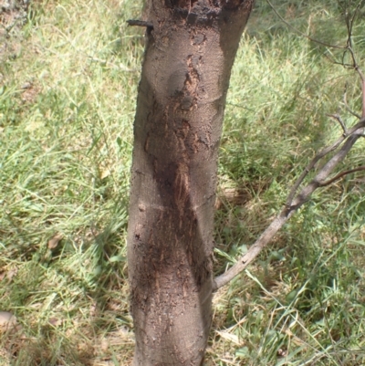 Acacia mearnsii (Black Wattle) at Quialigo, NSW - 10 Dec 2022 by drakes