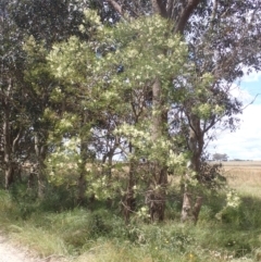 Acacia mearnsii at Quialigo, NSW - 10 Dec 2022 01:24 PM