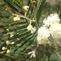 Acacia mearnsii at Quialigo, NSW - 10 Dec 2022