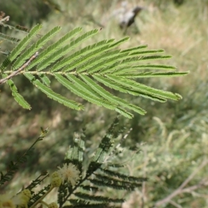 Acacia mearnsii at Quialigo, NSW - 10 Dec 2022