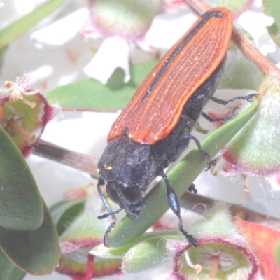 Castiarina erythroptera (Lycid Mimic Jewel Beetle) at Cotter River, ACT - 11 Dec 2022 by Harrisi