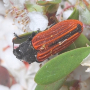 Castiarina erythroptera at Cotter River, ACT - 11 Dec 2022