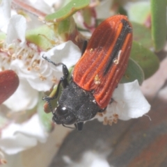 Castiarina erythroptera at Cotter River, ACT - 11 Dec 2022