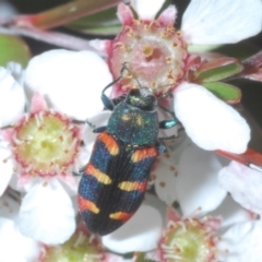 Castiarina sexplagiata (Jewel beetle) at Lower Cotter Catchment - 11 Dec 2022 by Harrisi