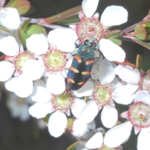 Castiarina sexplagiata at Cotter River, ACT - 11 Dec 2022