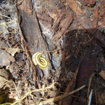 Artioposthia howitti (Howitt's planarian) at Tinderry, NSW - 11 Dec 2022 by danswell