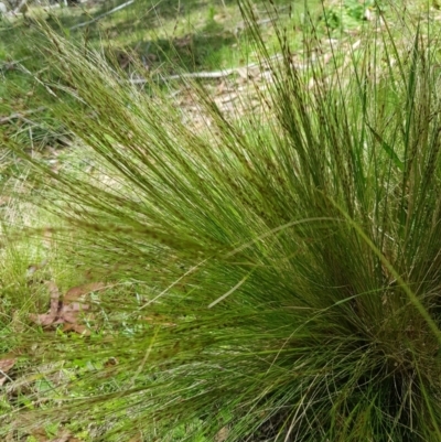 Nassella trichotoma (Serrated Tussock) at Tinderry, NSW - 11 Dec 2022 by danswell