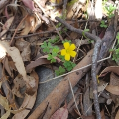 Oxalis sp. (Wood Sorrel) at Tinderry, NSW - 11 Dec 2022 by danswell