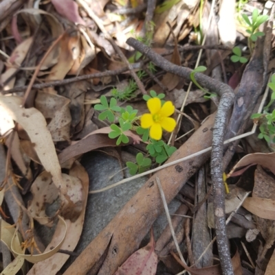 Oxalis sp. (Wood Sorrel) at Tinderry, NSW - 11 Dec 2022 by danswell