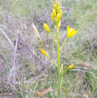 Bulbine sp. at Tinderry, NSW - 10 Dec 2022 by danswell