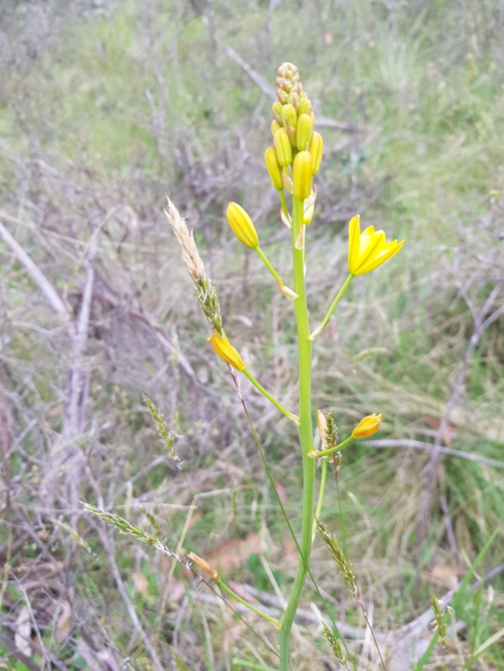 Bulbine sp. at Tinderry, NSW - 11 Dec 2022
