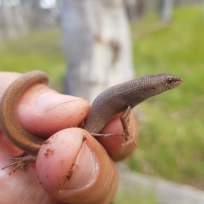 Saproscincus mustelinus (Weasel Skink) at Tinderry, NSW - 10 Dec 2022 by danswell