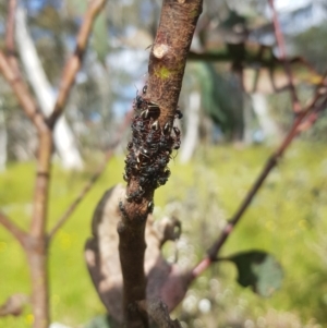 Dolichoderus sp. (genus) at Tinderry, NSW - 10 Dec 2022