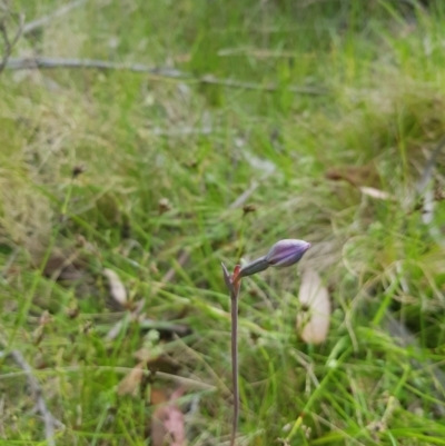 Thelymitra sp. (A Sun Orchid) at Tinderry, NSW - 10 Dec 2022 by danswell