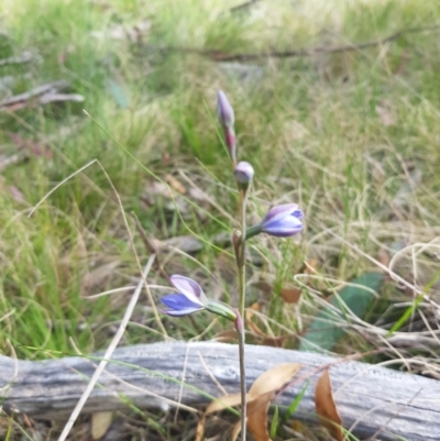 Thelymitra juncifolia (Dotted Sun Orchid) at Tinderry, NSW - 10 Dec 2022 by danswell