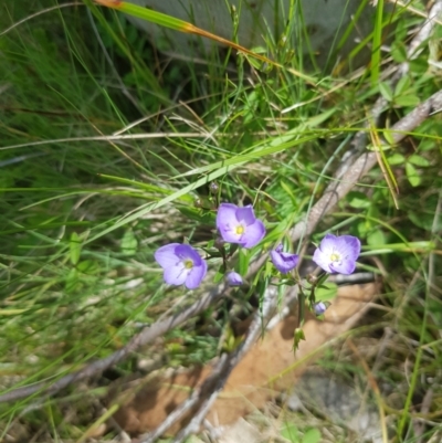 Veronica gracilis (Slender Speedwell) at Tinderry, NSW - 10 Dec 2022 by danswell