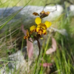 Diuris semilunulata (Late Leopard Orchid) at Tinderry, NSW - 10 Dec 2022 by danswell