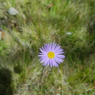 Brachyscome spathulata (Coarse Daisy, Spoon-leaved Daisy) at Tinderry, NSW - 10 Dec 2022 by danswell