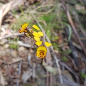 Diuris semilunulata at Tinderry, NSW - 10 Dec 2022