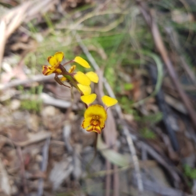 Diuris semilunulata (Late Leopard Orchid) at Tinderry, NSW - 10 Dec 2022 by danswell