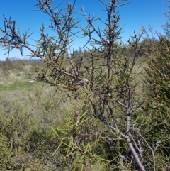 Hakea microcarpa at Tinderry, NSW - 29 Oct 2022