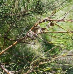 Hakea microcarpa at Tinderry, NSW - 29 Oct 2022 02:46 PM