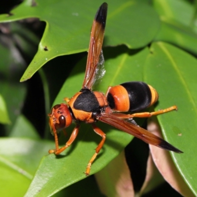 Unidentified Potter wasp (Vespidae, Eumeninae) at Wellington Point, QLD - 24 Nov 2022 by TimL